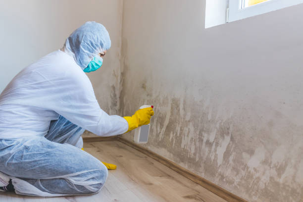 Professional Mold Remediation in Webster, FL